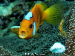 Nemo Clownfish by Rudy Janssen 